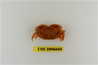 藏品(平背蜞)的圖片